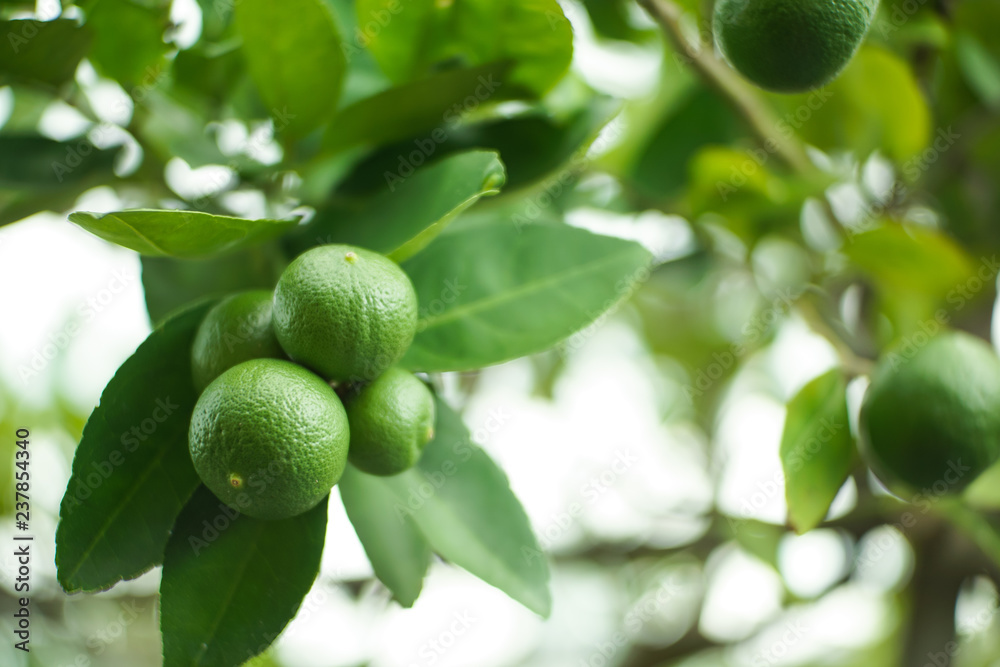 Close up of Thai Green limes on a tree.