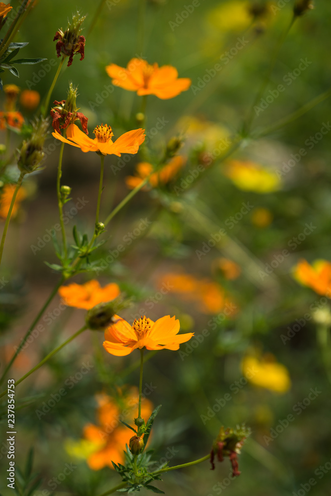 colourful cosmos flower colourful cosmos flower