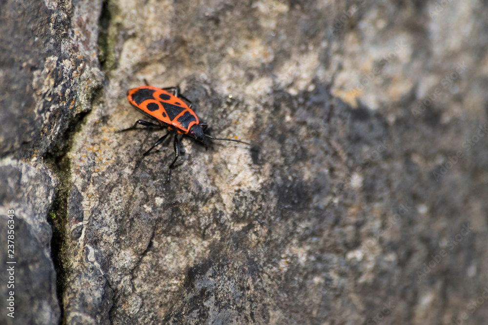Pyrrhocoris apterus european firebug on a rock Pyrrhocoris apterus european firebug on a rock