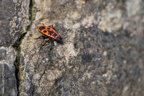 Pyrrhocoris apterus european firebug on a rock
