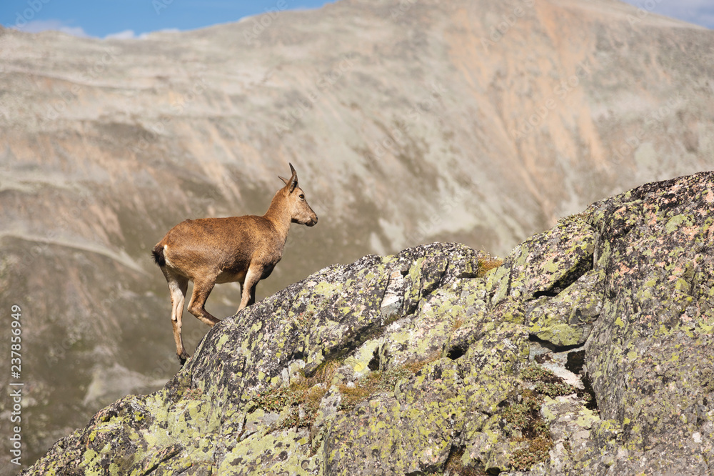 Young female alpine Capra ibex on the high rocks stone in Dombay mountains. North Caucasus. Russia Young female alpine Capra ibex on the high rocks stone in Dombay mountains. North Caucasus. Russia