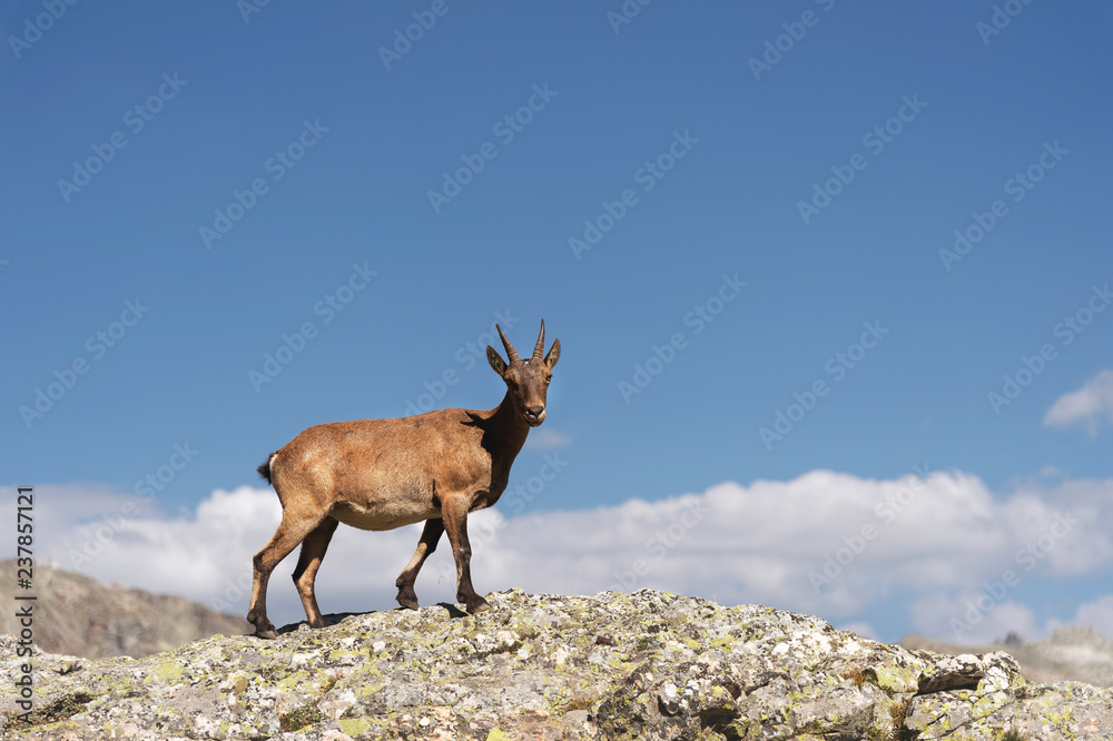 Young female alpine Capra ibex looking at the camera and standing on the high rocks stone in Dombay mountains against the sky. North Caucasus. Russia Young female alpine Capra ibex looking at the camera and standing on the high rocks stone in Dombay mountains against the sky. North Caucasus. Russia
