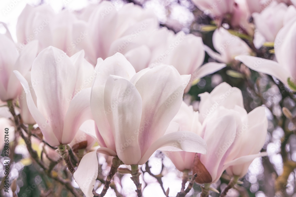 Spring background with blooming magnolia