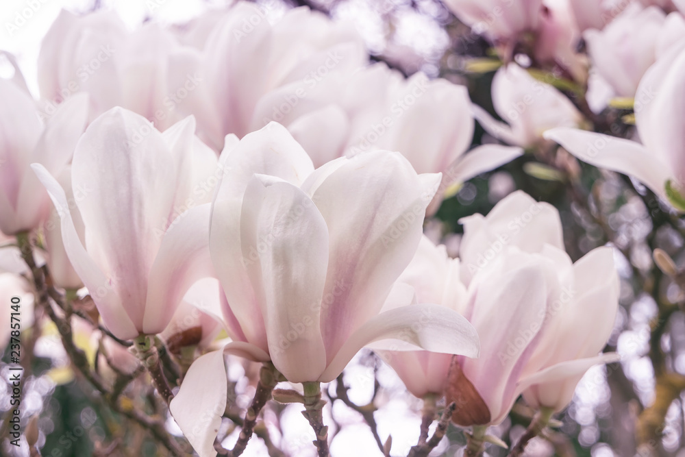 Fototapeta premium Spring background with blooming magnolia