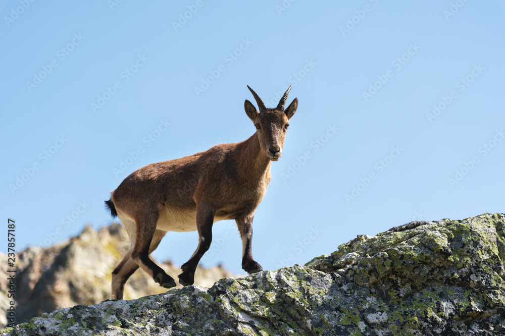 Young female alpine Capra ibex looking at the camera and standing on the high rocks stone in Dombay mountains against the sky. North Caucasus. Russia Young female alpine Capra ibex looking at the camera and standing on the high rocks stone in Dombay mountains against the sky. North Caucasus. Russia