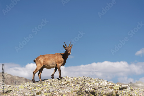 Young female alpine Capra ibex looking at the camera and standing on the high rocks stone in Dombay mountains against the sky. North Caucasus. Russia