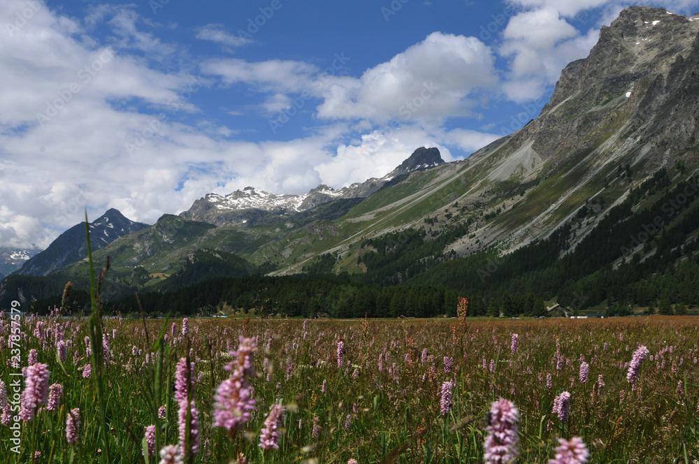 Swiss alps: The flora around the glacier-lake 