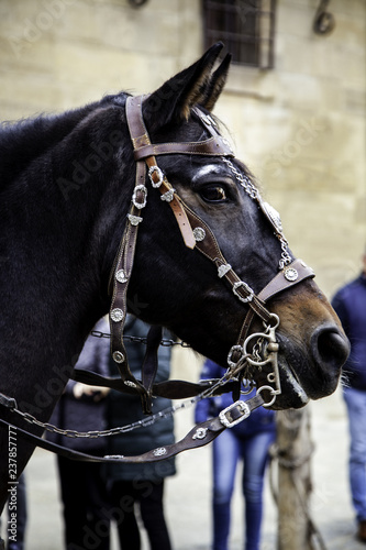 Horse head