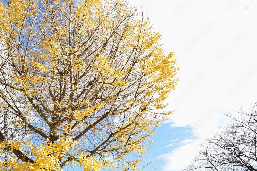 Yellow leaves of the Ginkgo