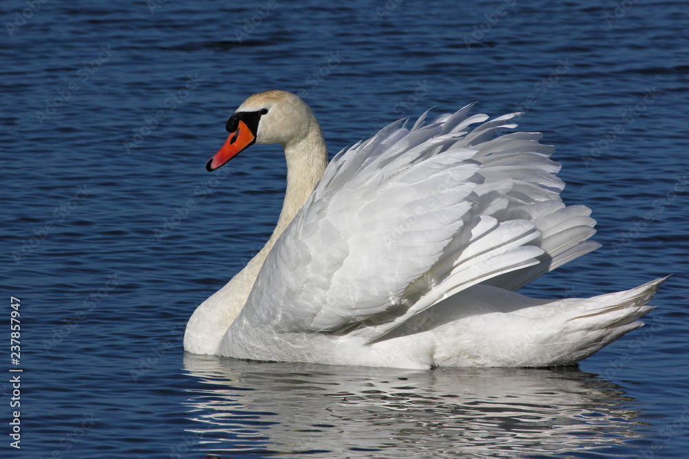 Fototapeta premium Mute Swan (Cygnus olor)