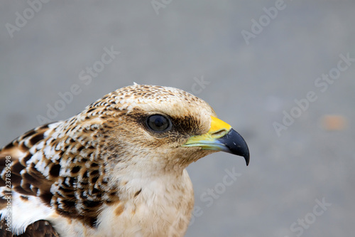 eagle head shots