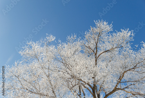 tree in the snow © ek_kochetkova