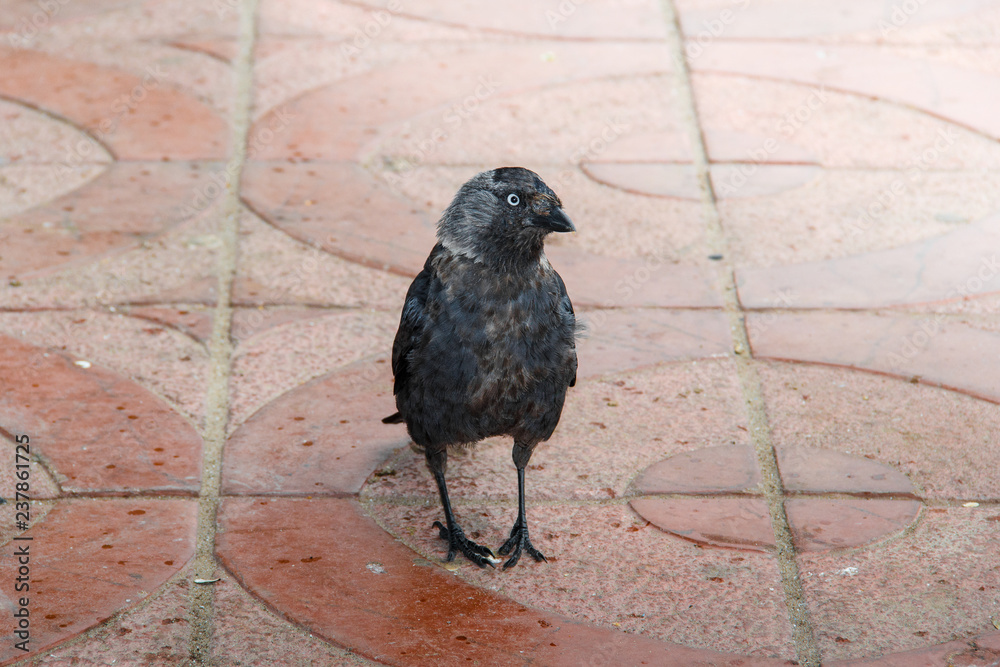 Obraz premium brooding little raven