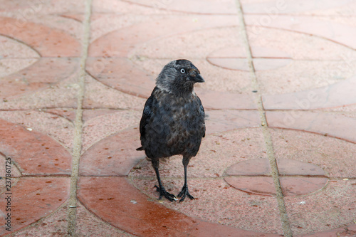 brooding little raven