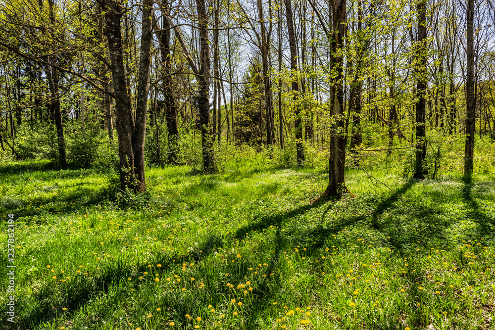 Obraz premium Buchenwald im Frühling im Burgenland (A)