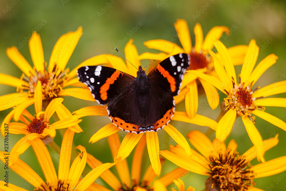 butterfly on a yellow flower butterfly on a yellow flower