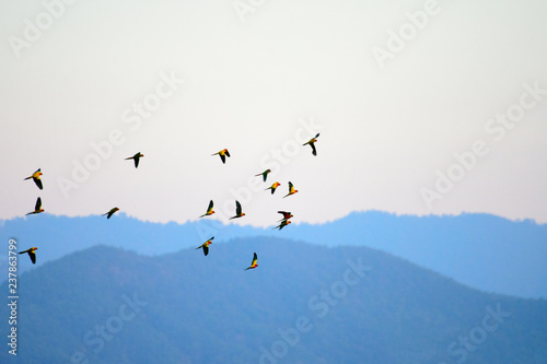 Macaw group and Sun Flock of flying  in the Nature white  Background © nopporn
