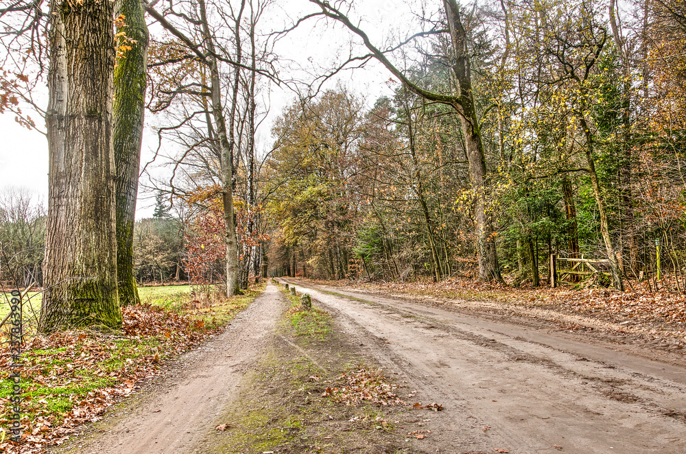 Dirt road with parallel hiking path between woodland and a meadow in late autumn near Zutphen, The Netherlands Dirt road with parallel hiking path between woodland and a meadow in late autumn near Zutphen, The Netherlands