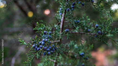 Red cedar tree berries in bunches on the tree in late fall photo