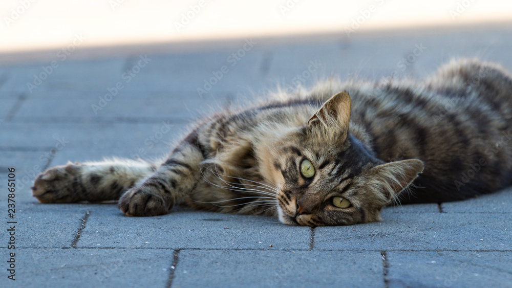 Naklejka premium Relaxed stray cat on Stromboli, Sicily