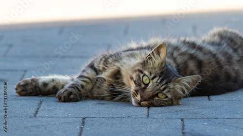 Relaxed stray cat on Stromboli, Sicily
