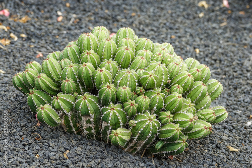 Cactus cluster. Many cacti ...