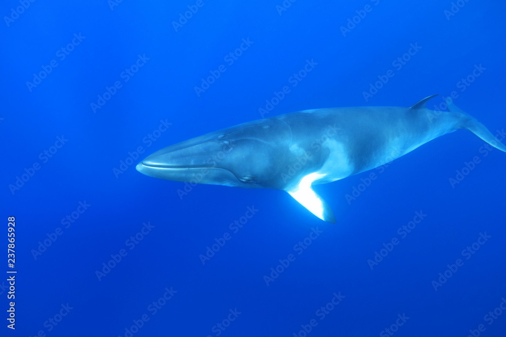 Obraz premium Karłowaty wieloryb karłowaty