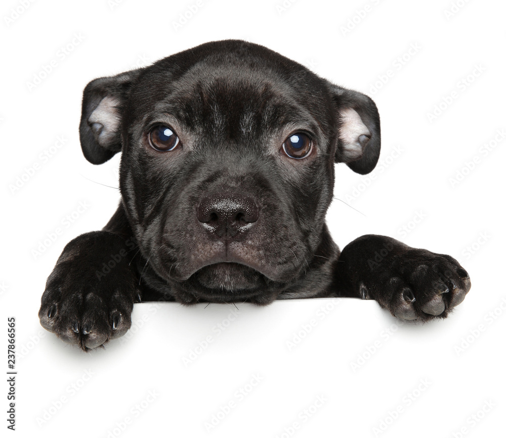 American Staffordshire Terrier puppy above banner