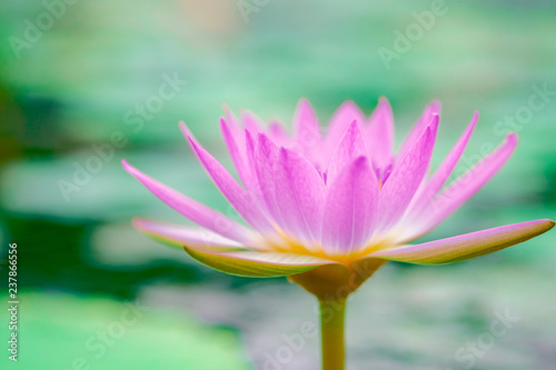 Pink lotus in a beautifully blooming pond in the morning,  The lotus is a symbol of goodness, is a belief that has existed since the time of the buddha era, Close-up and selective focus by macro lens 