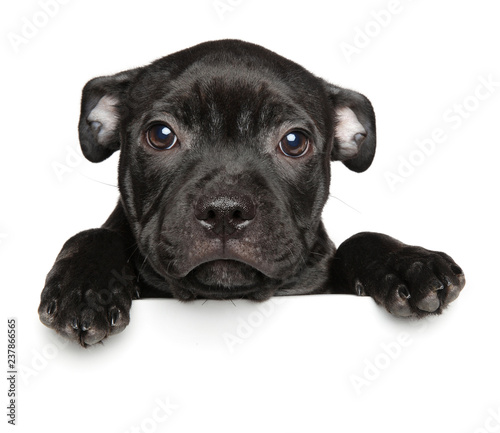 American Staffordshire Terrier puppy above banner