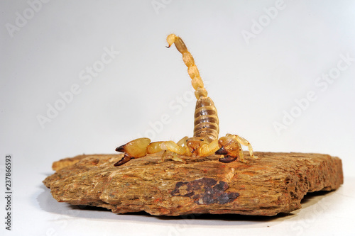 Gelber Madagaskar-Skorpion (Paleocheloctonus pauliani) - Madagascar Yellow Rock Scorpion photo