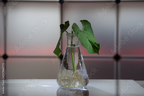 Green plant in laboratory chemical flask