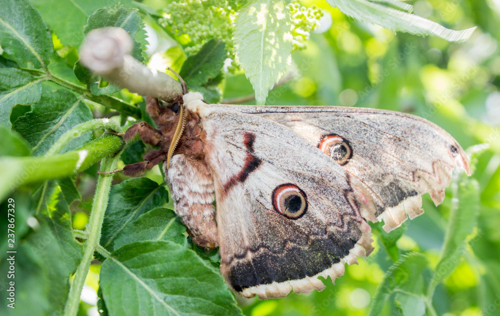 Fototapeta premium butterfly