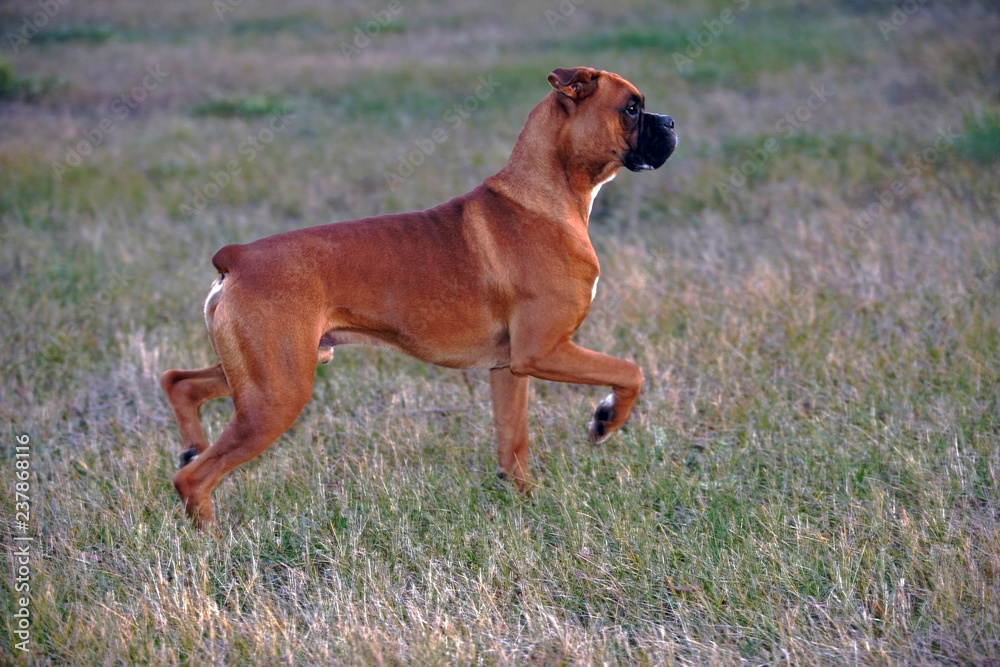 German Boxer Dog standing in meadow, watching, alert, profile view, front paw up.