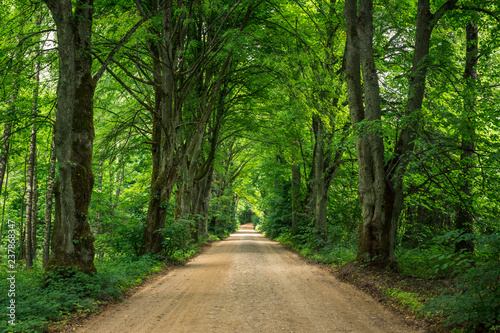 Gravel road among trees on a summer day near Gizycko, Masuria, Poland