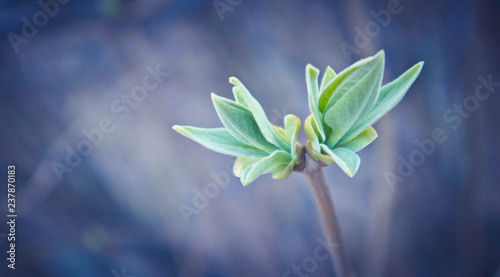 photo depicting a macro spring view of the tree brunch with fat  lovely leaf bud. Spring green catkins  de focused  blurred forest on the background.