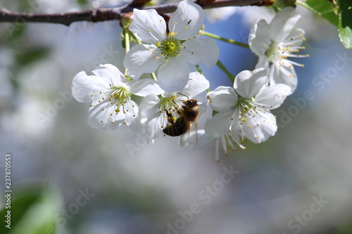 Beautiful imaje of the bee collecting nectar from the apple tree flower