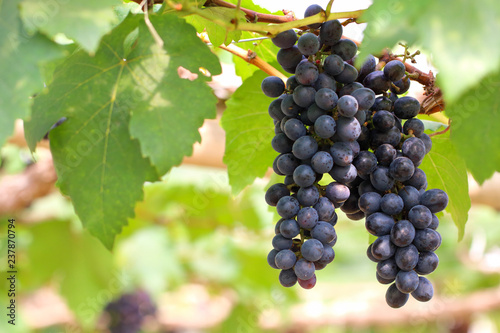 Wallpaper Mural Ripe grapes hung on vineyards of grape trees.  Torontodigital.ca