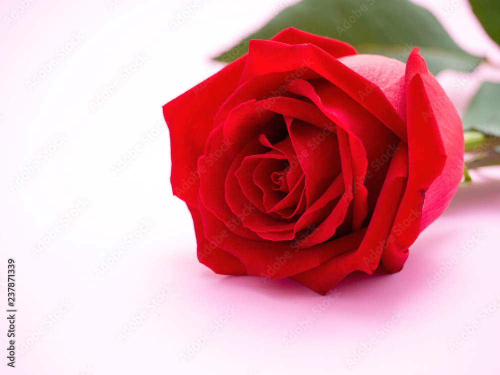 Red rose isolated on pink background. Red rose isolated on pink background.
