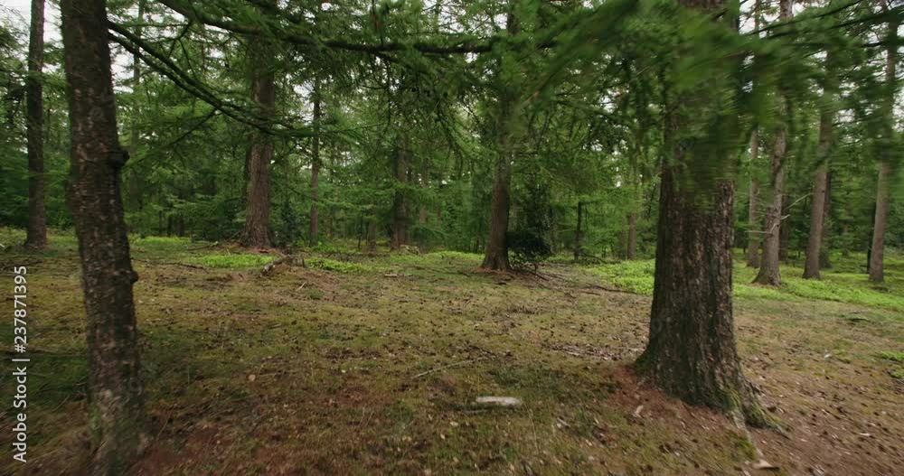Stabilized slow motion POV shot of a person walking or hiking in a forest by day. Stabilized slow motion POV shot of a person walking or hiking in a forest by day.