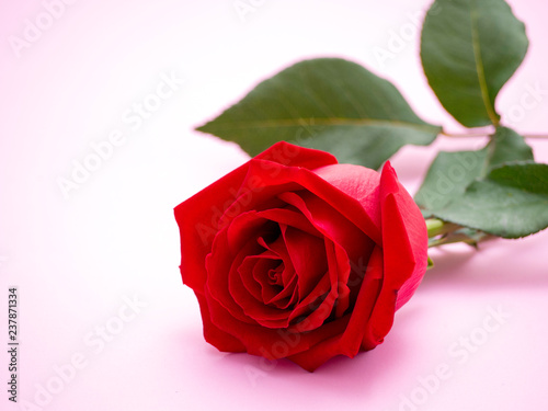 Red rose isolated on pink background.