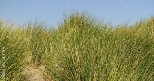 Wallpaper Mural Dune grass on a sandy beach blown by the wind on a sunny summer day. Torontodigital.ca
