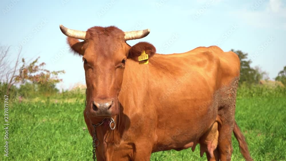 Brown cow in pasture. Milk for making cheese. Growing cows for beef. Calcium-rich milk for children. Farm. Natural food of animal origin. Ecologically clean area. Sacred animal. Brown cow in pasture. Milk for making cheese. Growing cows for beef. Calcium-rich milk for children. Farm. Natural food of animal origin. Ecologically clean area. Sacred animal.