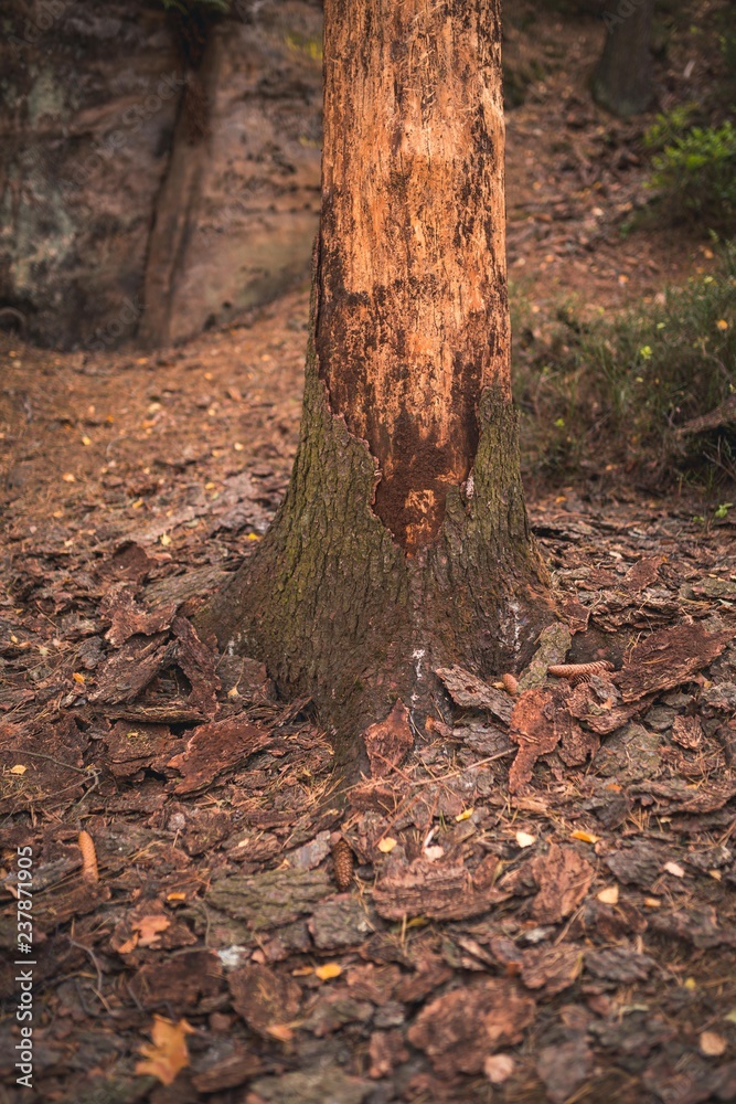 A tree infected with a bark beetle, pieces of bark fallen from the tree.