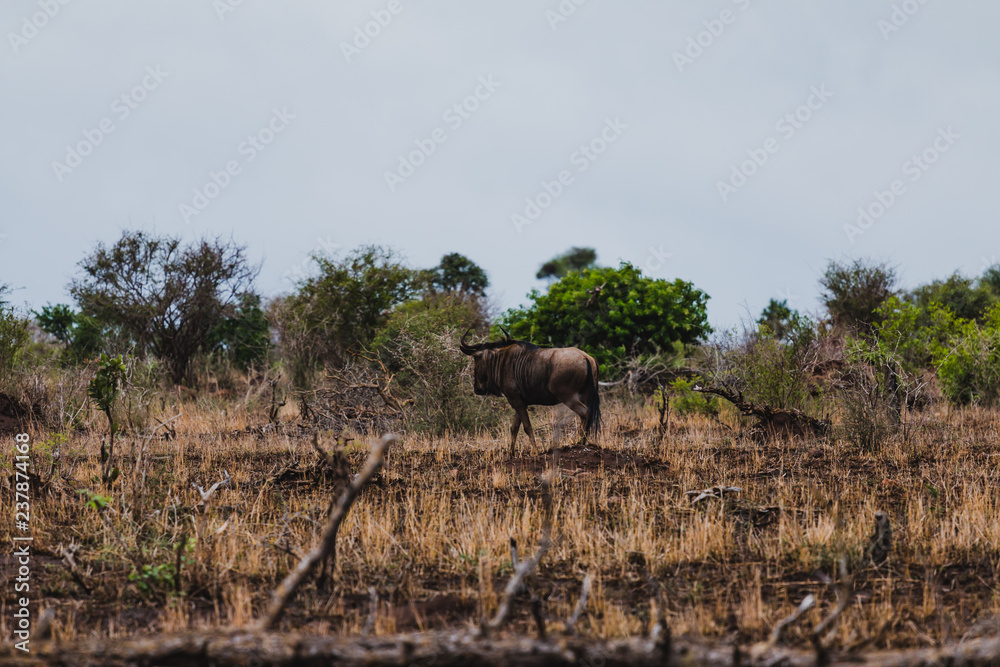Naklejka premium Gnu im Krüger Nationalpark in Südafrika