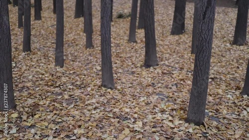 gingko trees while in autumn, seoul forest photo