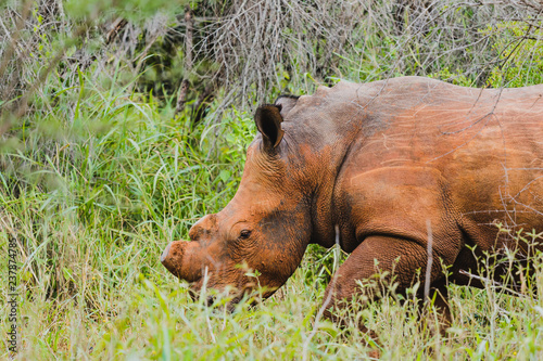 Spitzmaulnashorn im Karongwe Reservat in Südafrika bei einer Safari entdeckt