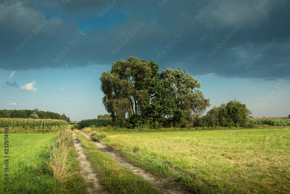 Dirt road and growing trees in a meadow