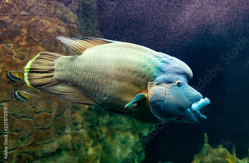 Cheilinus undulatus or Napoleon fish. photo