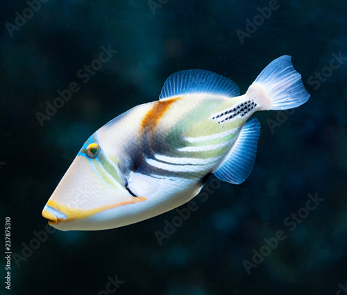 Rhinecanthus aculeatus or Lagoon triggerfish, also known as the Picasso triggerfish.